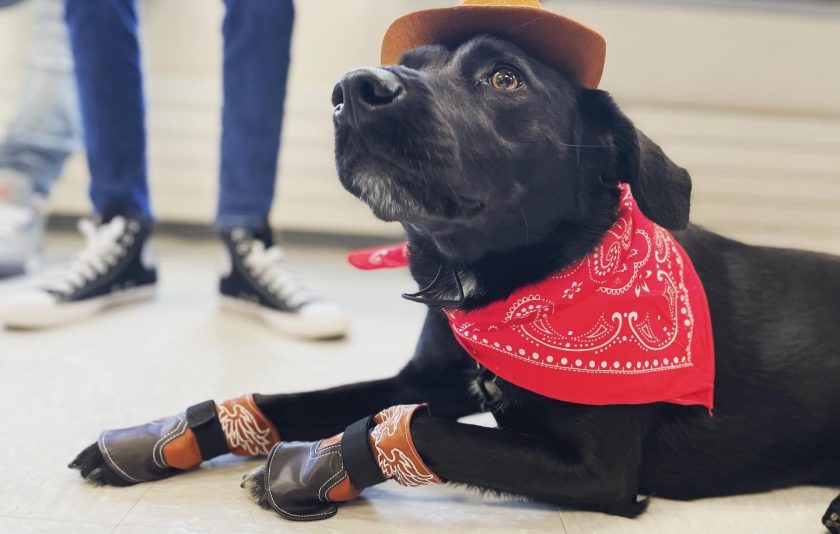 dog wearing a cowboy hat and bandana