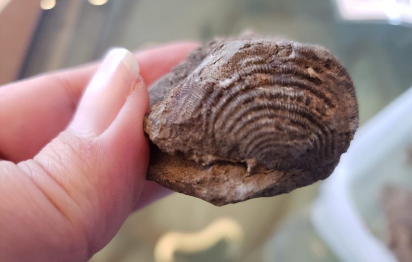 holding a fossil